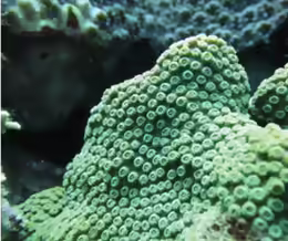 Cyphastrea salae