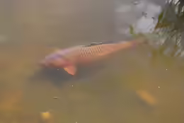 Cyprinus carpio