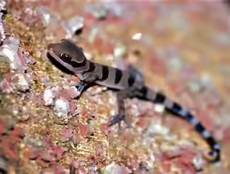 Cyrtodactylus pulchellus
