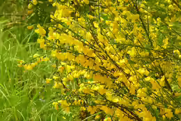 Cytisus scoparius