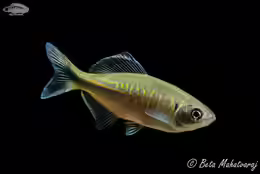 Danio devario