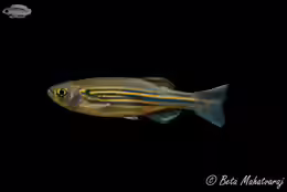 Danio meghalayensis