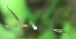 Danionella translucida