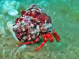 Dardanus arrosor