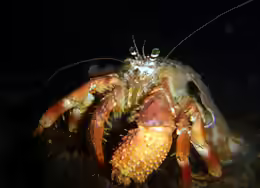 Dardanus gemmatus