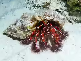 Dardanus megistos