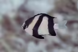 Dascyllus abudafur