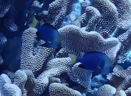 Dascyllus flavicaudus