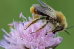 Dasypoda argentata