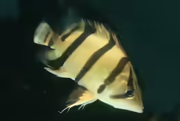Datnioides undecimradiatus