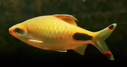 Dawkinsia assimilis