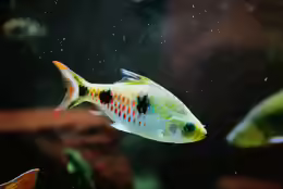 Dawkinsia rubrotinctus