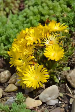 Delosperma congestum