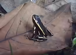 Dendrobates truncatus