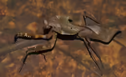 Deroplatys desiccata