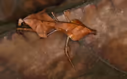 Deroplatys lobata