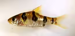 Desmopuntius rhomboocellatus