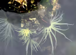 Diadumene lineata