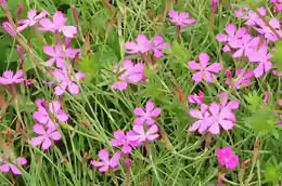 Dianthus deltoides