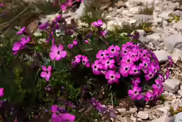 Dianthus sylvestris