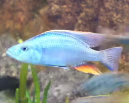 Dimidiochromis compressiceps
