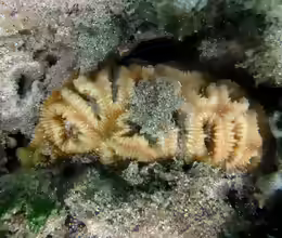 Dipsastraea rotumana