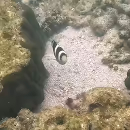 Dischistodus fasciatus