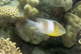 Dischistodus prosopotaenia