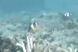 Dischistodus pseudochrysopoecilus