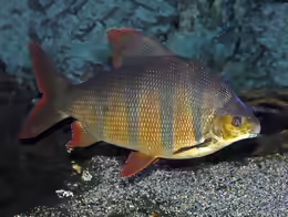 Distichodus sexfasciatus