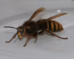 Dolichovespula media