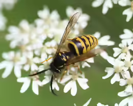Dolichovespula saxonica