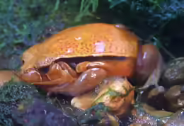 Dyscophus guineti