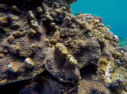Echinopora lamellosa