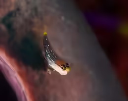 Ecsenius pictus