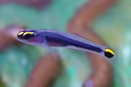 Elacatinus jarocho