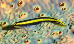 Elacatinus pridisi