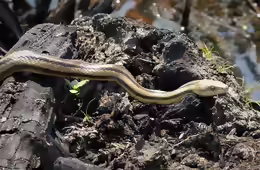Elaphe obsoleta quadrivittata