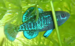 Elassoma gilberti