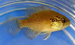 Enneacanthus gloriosus