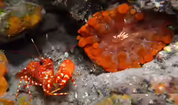 Enoplometopus antillensis