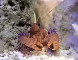 Enoplometopus daumi