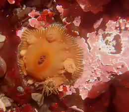 Epiactis prolifera