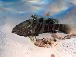 Epinephelus aeneus