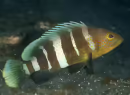 Epinephelus awoara