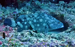 Epinephelus coeruleopunctatus