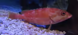 Epinephelus fasciatus