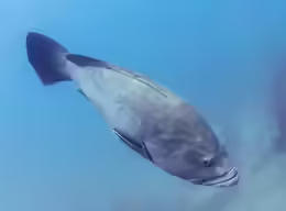 Epinephelus marginatus