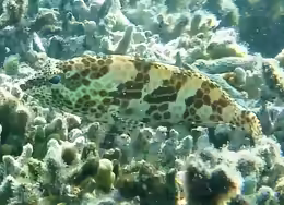 Epinephelus merra
