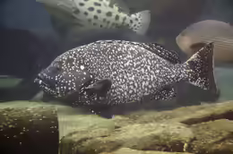 Epinephelus multinotatus